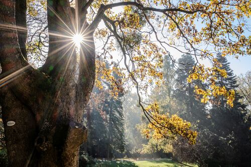 Herbst / Erzdiözese Wien/ Schönlaub, Stephan Schönlaub